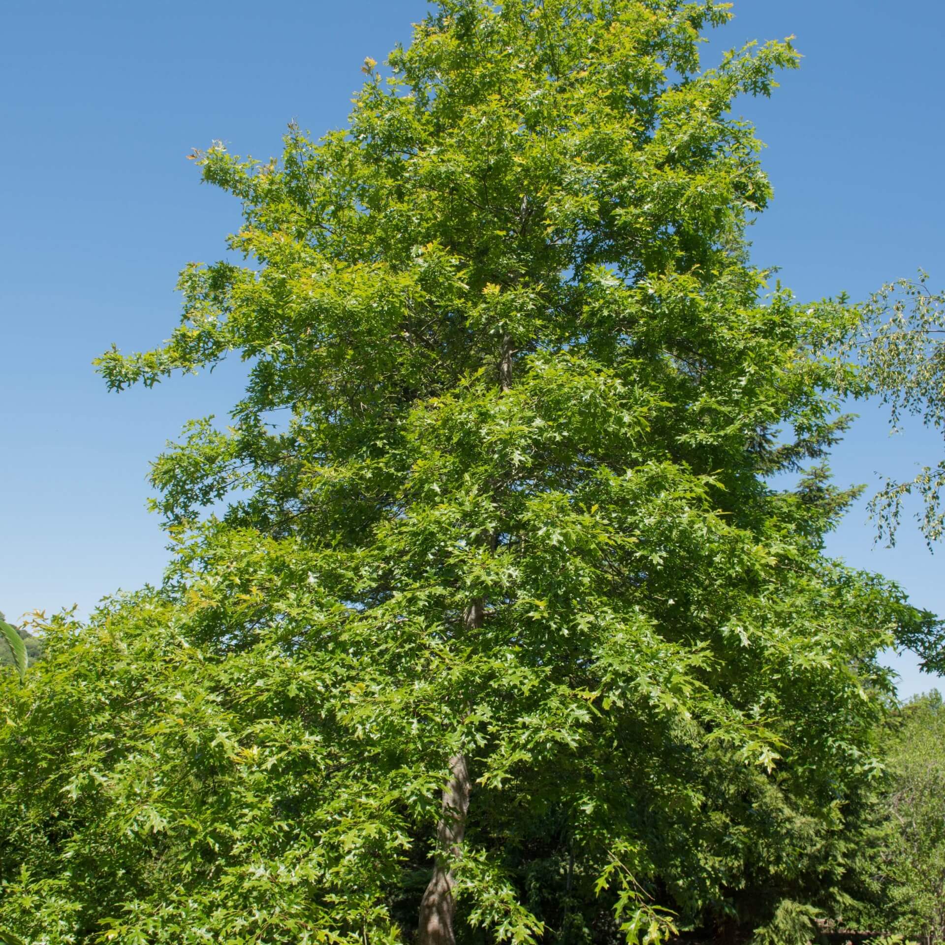 Sumpf-Eiche (Quercus palustris)