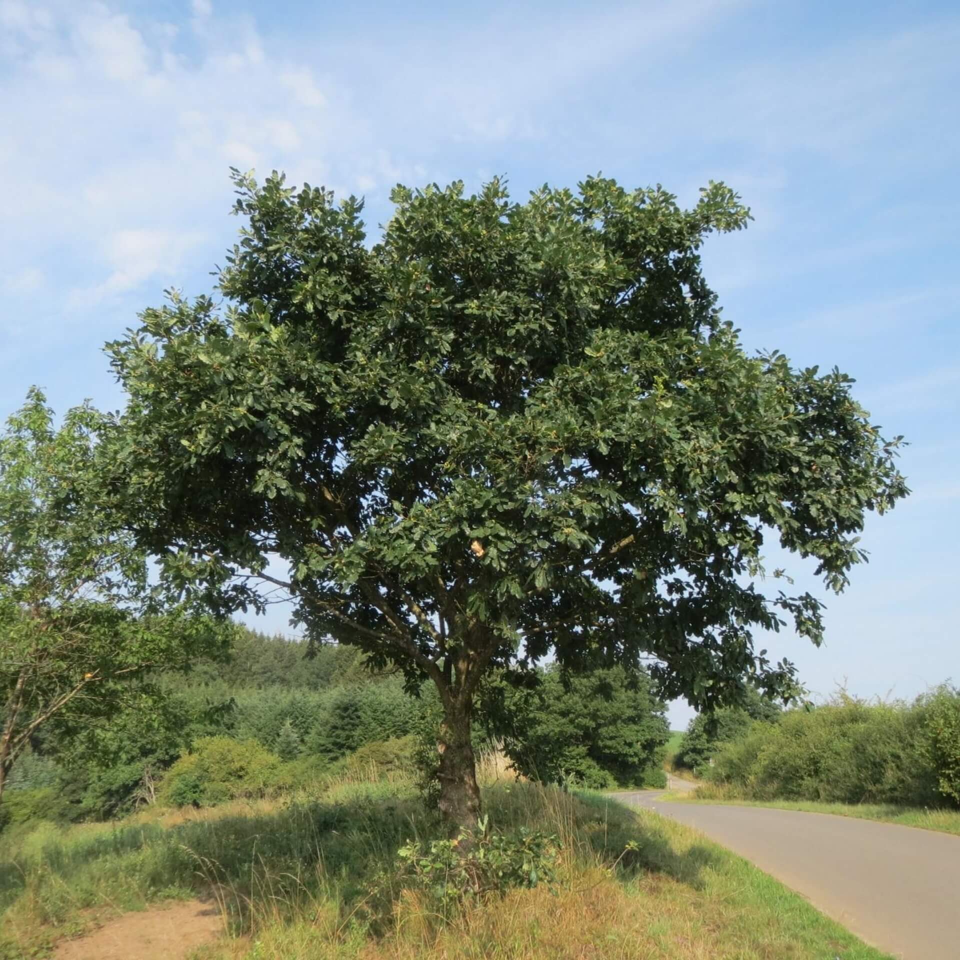 Trauben-Eiche (Quercus petraea)