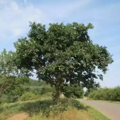 Foto von Trauben-Eiche (Quercus petraea)