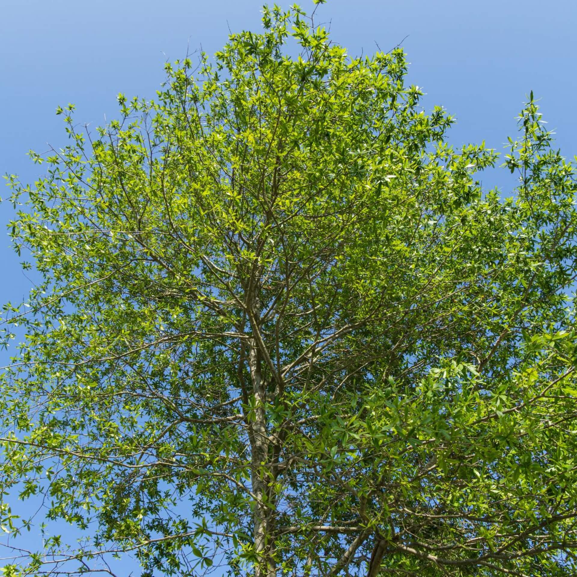 Weiden-Eiche (Quercus phellos)