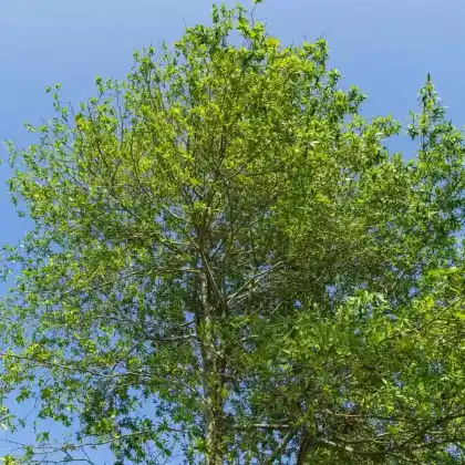 Foto von Weiden-Eiche (Quercus phellos)