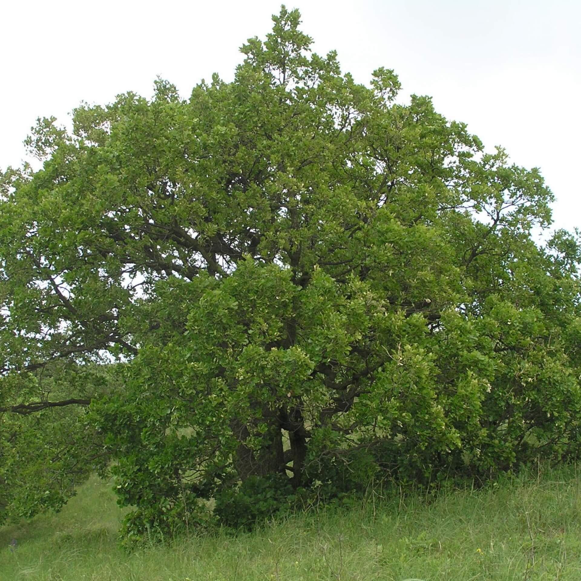 Flaum-Eiche (Quercus pubescens)