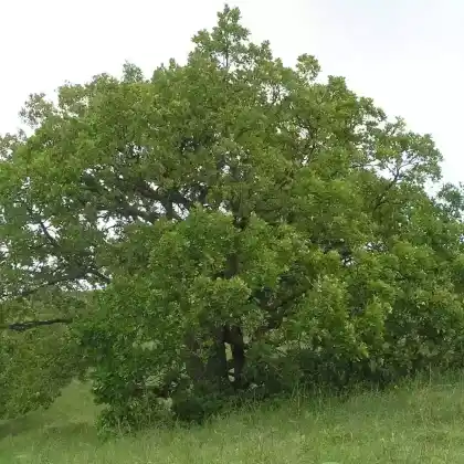 Foto von Flaum-Eiche (Quercus pubescens)
