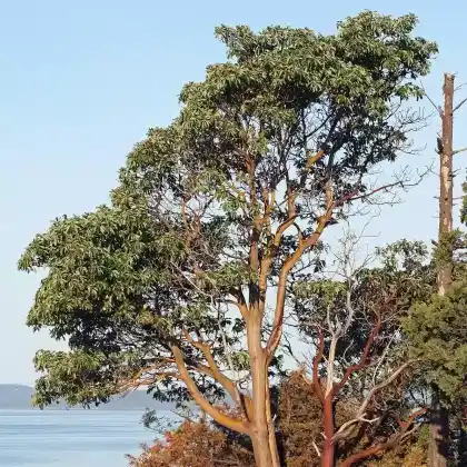Foto von Amerikanischer Erdbeerbaum (Arbutus menziesii)