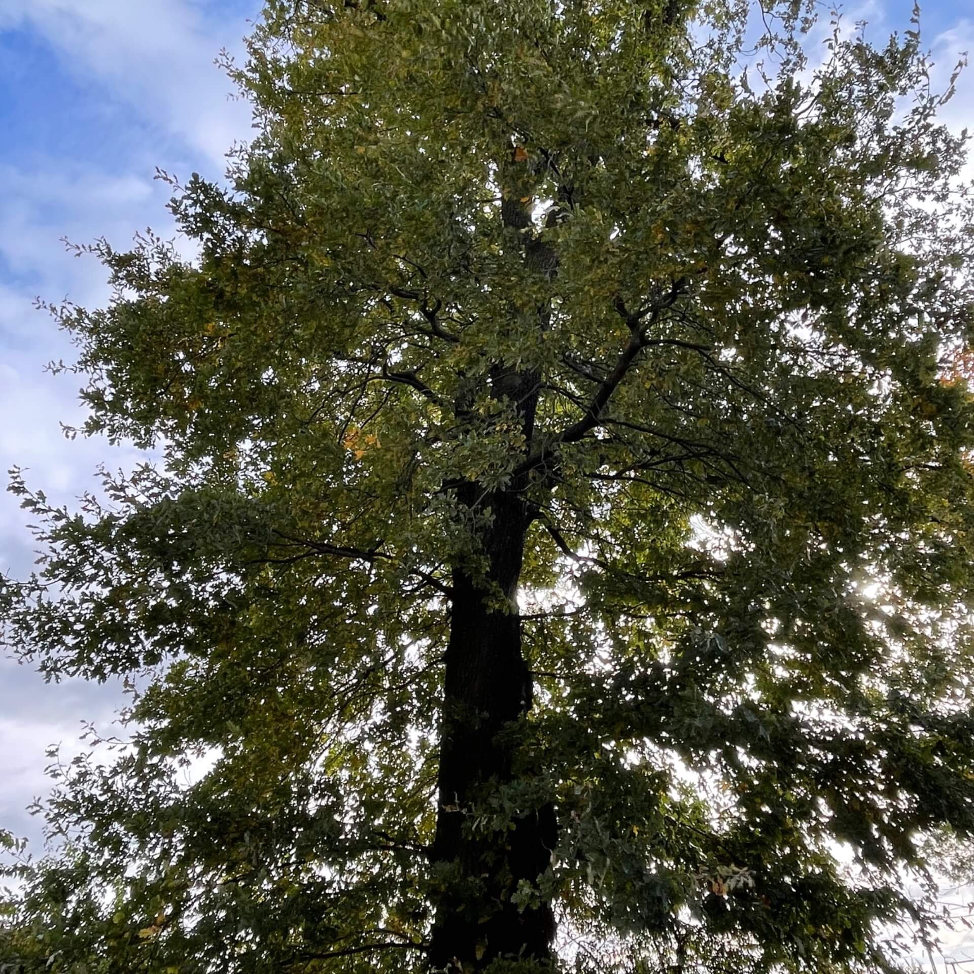 Deutsche Eiche (Quercus robur)