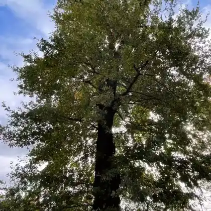 Foto von Deutsche Eiche (Quercus robur)
