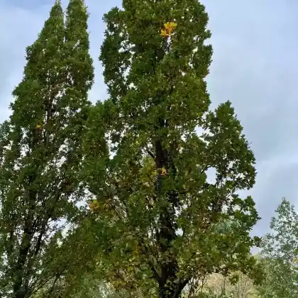 Foto von Säuleneiche 'Fastigiata' (Quercus robur 'Fastigiata')