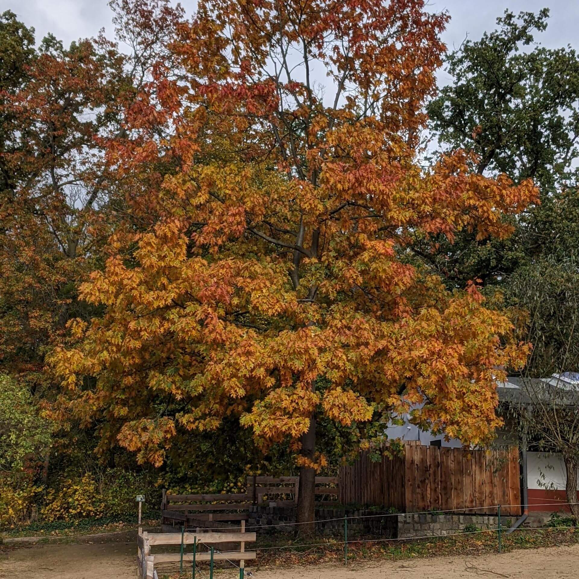 Rot-Eiche (Quercus rubra)