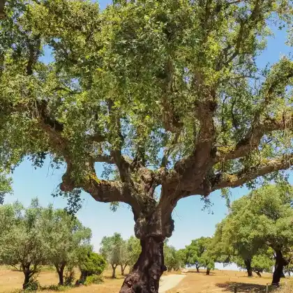 Foto von Kork-Eiche (Quercus suber)