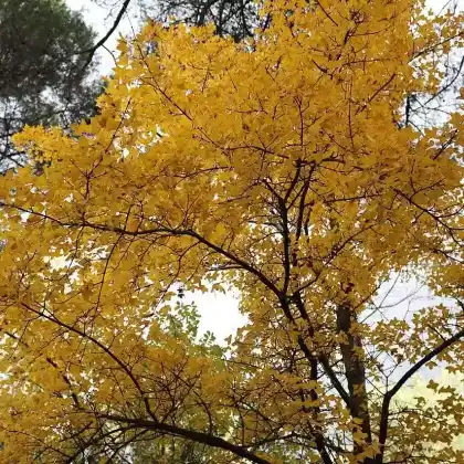 Foto von Französischer Ahorn (Acer monspessulanum)