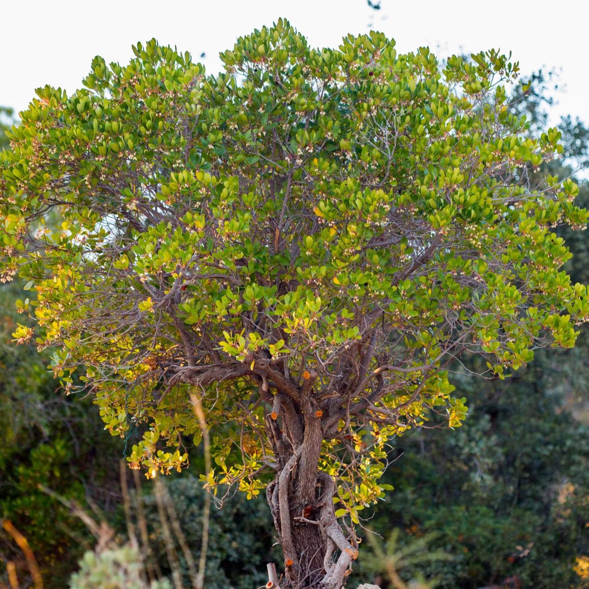 Westlicher Erdbeerbaum (Arbutus unedo)