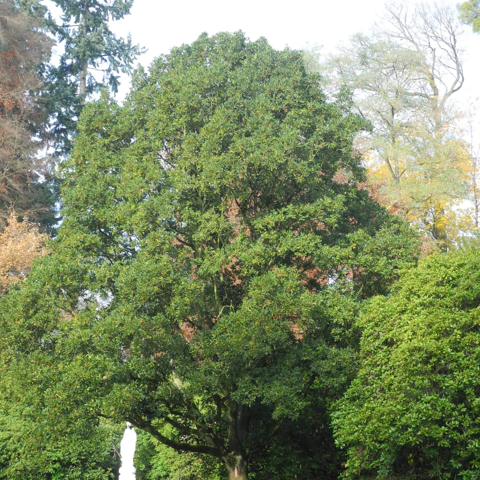 Wintergrüne Eiche (Quercus x turneri)