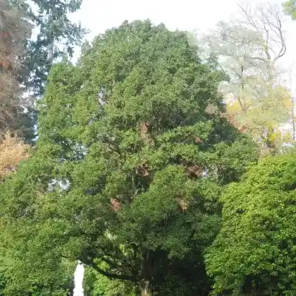 Foto von Wintergrüne Eiche (Quercus x turneri)