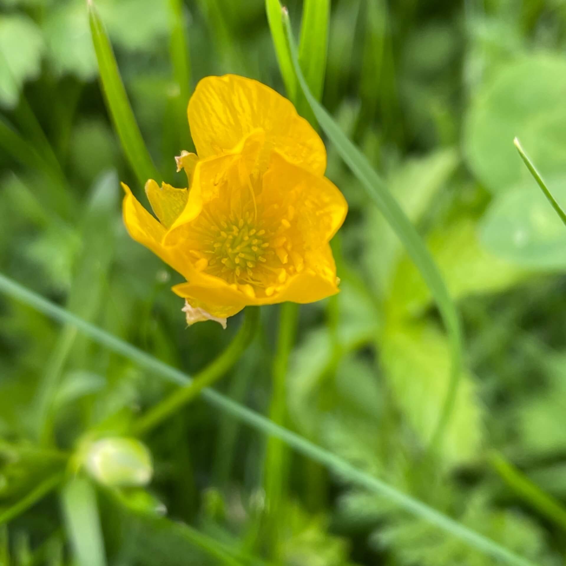 Scharfer Hahnenfuß (Ranunculus acris)