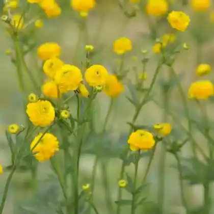 Foto von Scharfer Hahnenfuß 'Multiplex' (Ranunculus acris 'Multiplex')