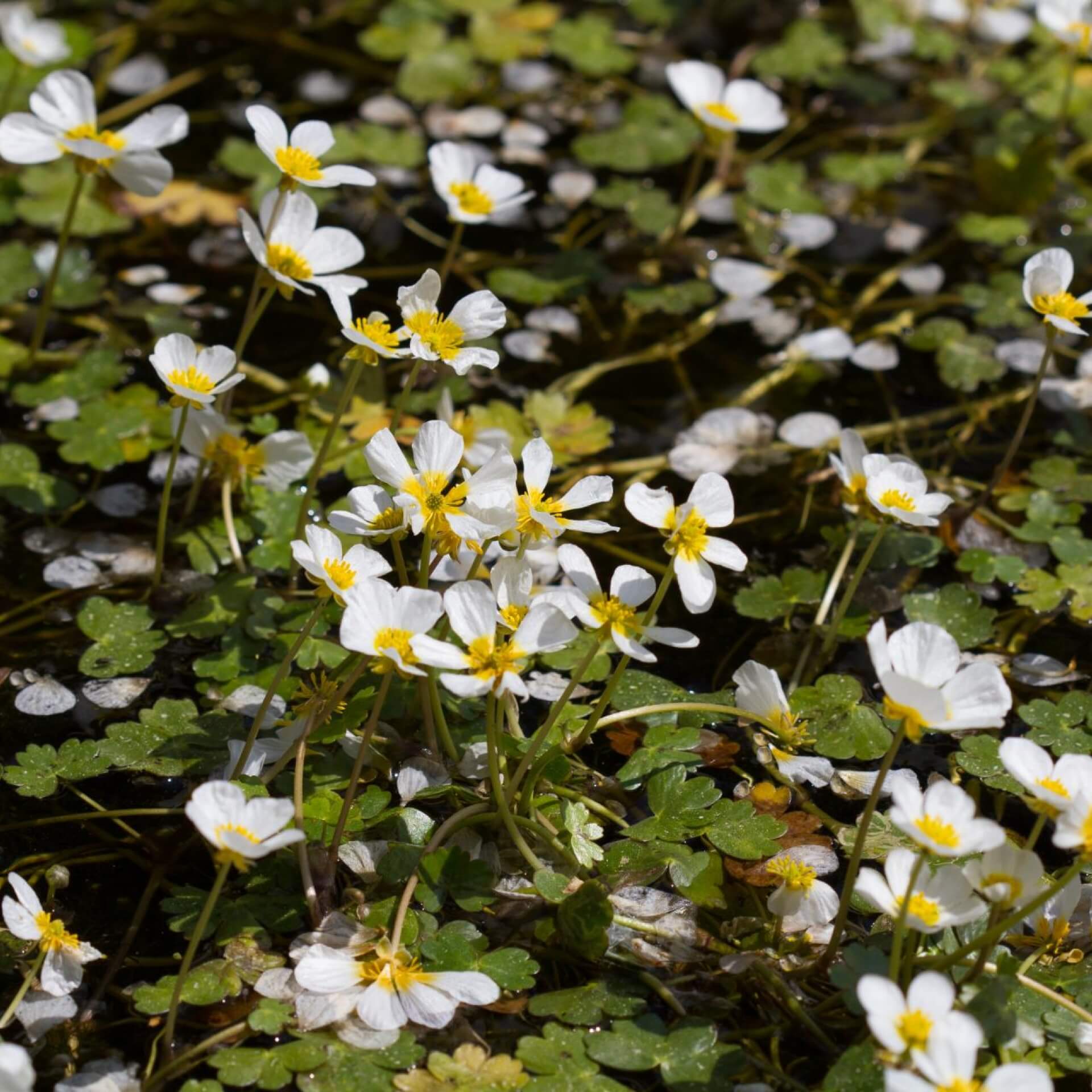 Gewöhnlicher Wasserhahnenfuß (Ranunculus aquatilis)