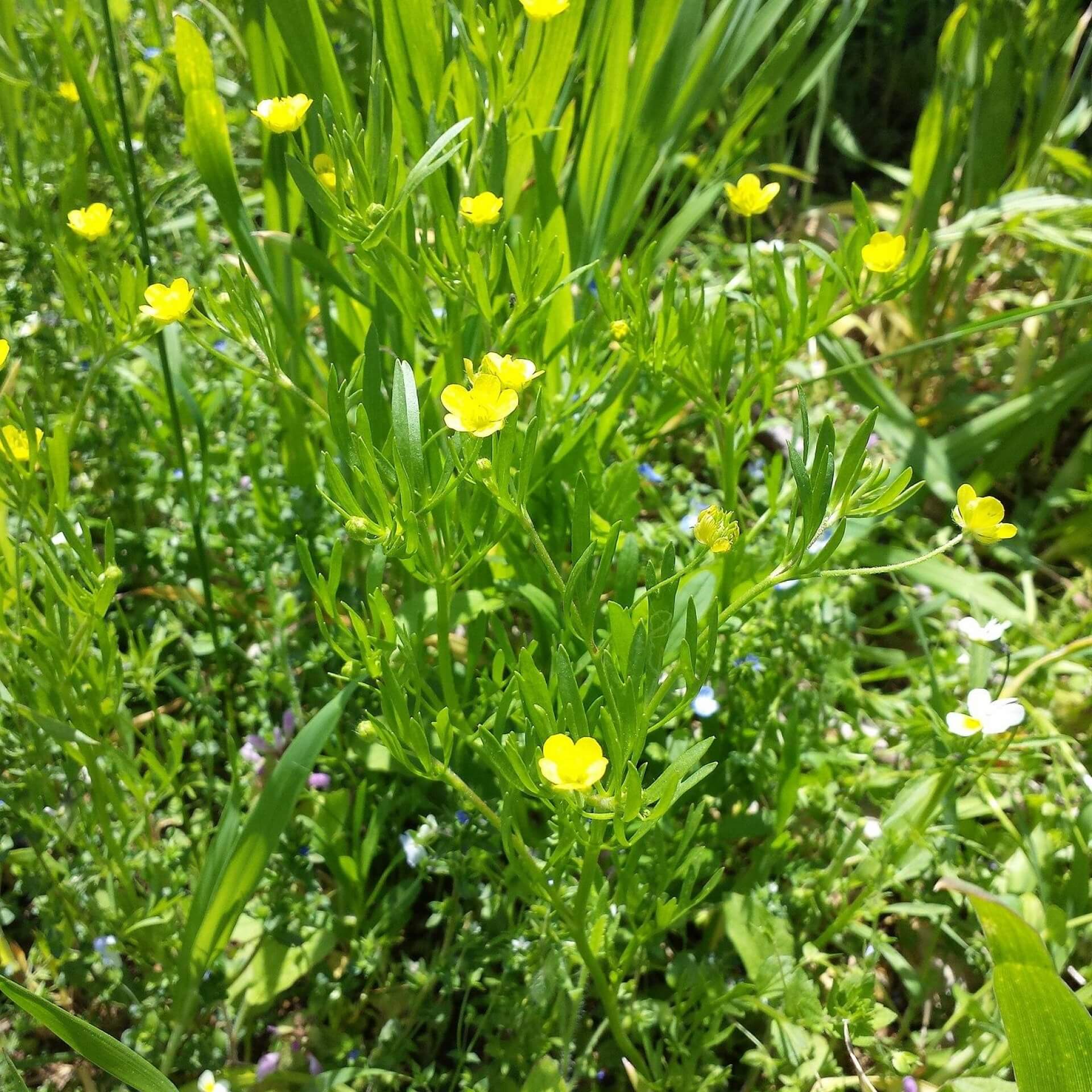 Acker-Hahnenfuß (Ranunculus arvensis)