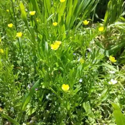 Foto von Acker-Hahnenfuß (Ranunculus arvensis)