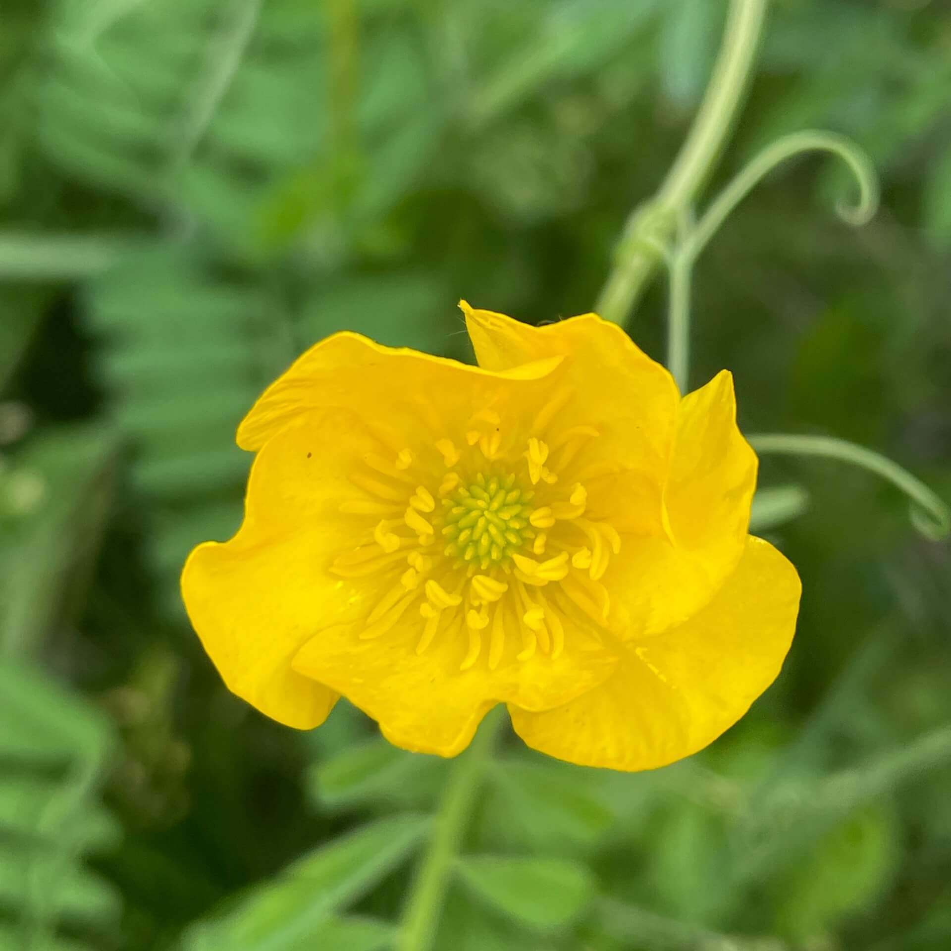 Knolliger Hahnenfuß (Ranunculus bulbosus)