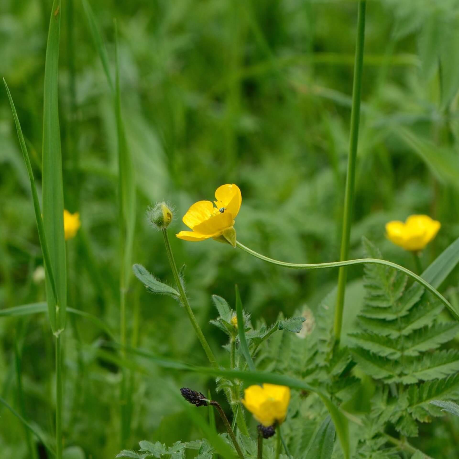 Knolliger Hahnenfuß (Ranunculus bulbosus)
