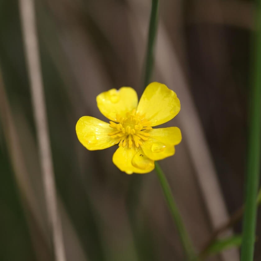 Brennender Hahnenfuß / Ranunculus flammula