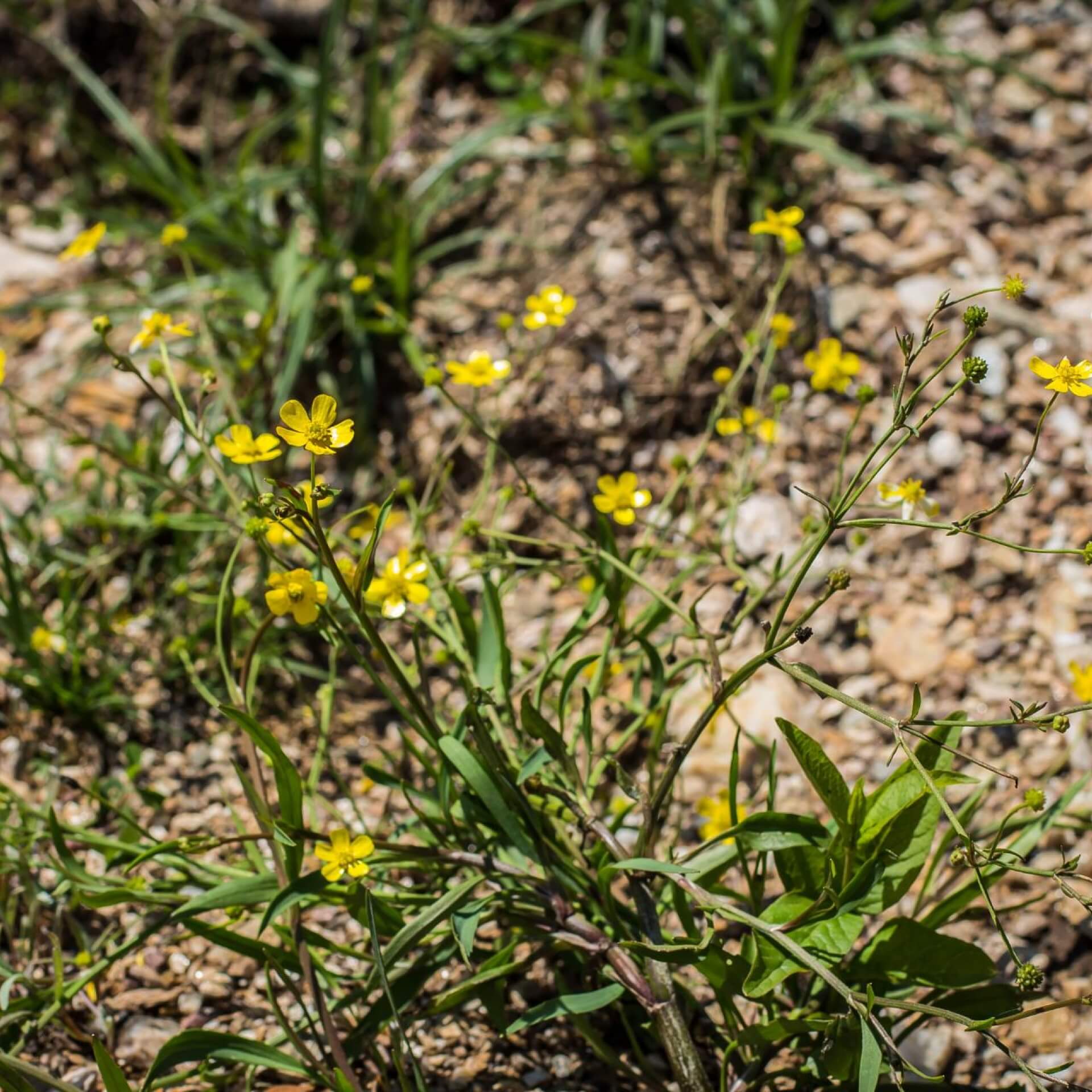 Brennender Hahnenfuß (Ranunculus flammula)