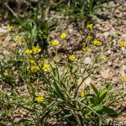Foto von Brennender Hahnenfuß (Ranunculus flammula)