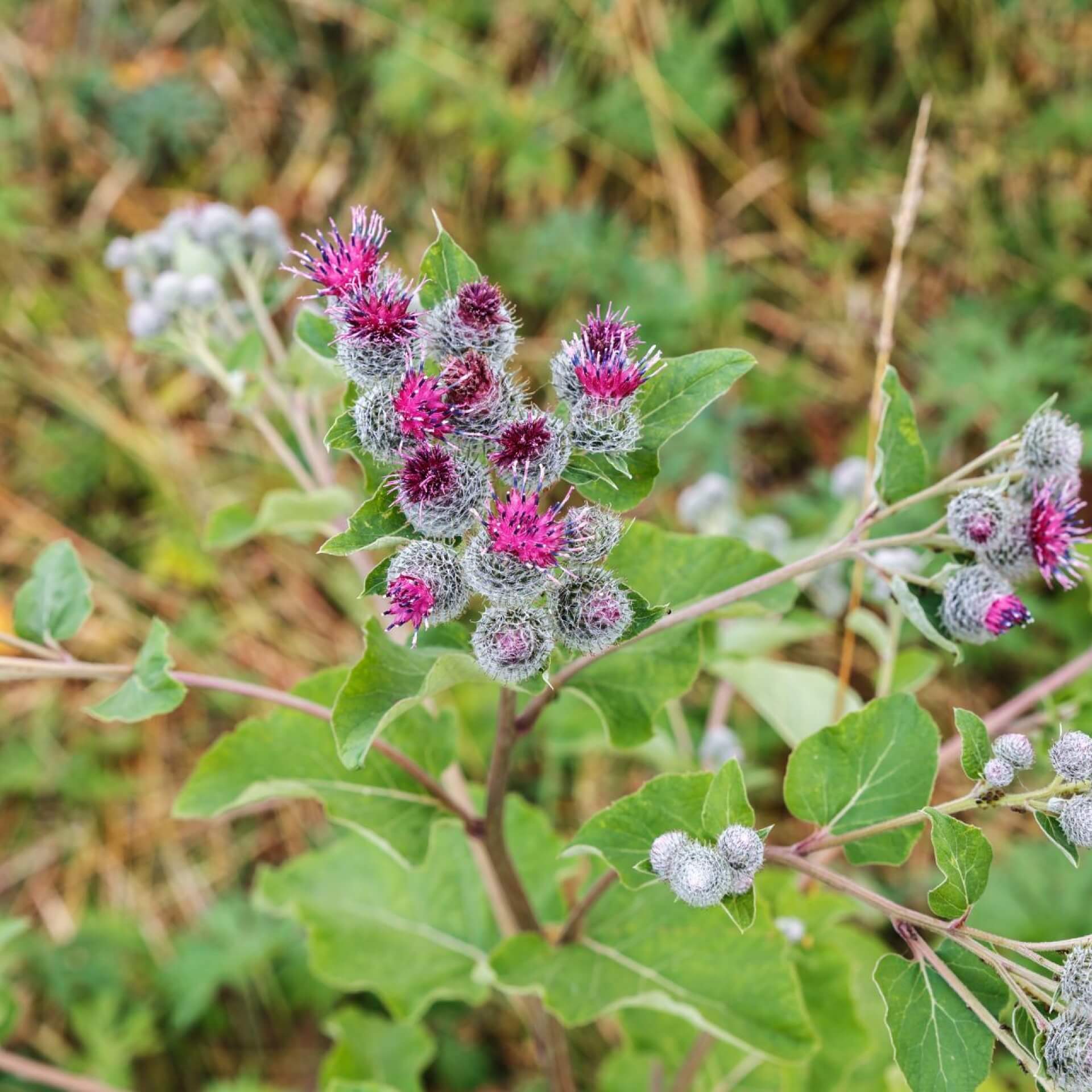 Große Klette (Arctium lappa)