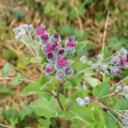 Foto von Große Klette (Arctium lappa)