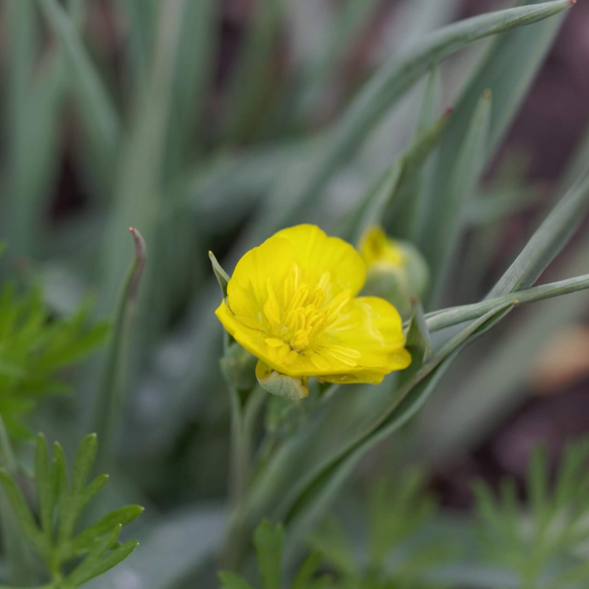 Grasblättriger Hahnenfuß (Ranunculus gramineus)