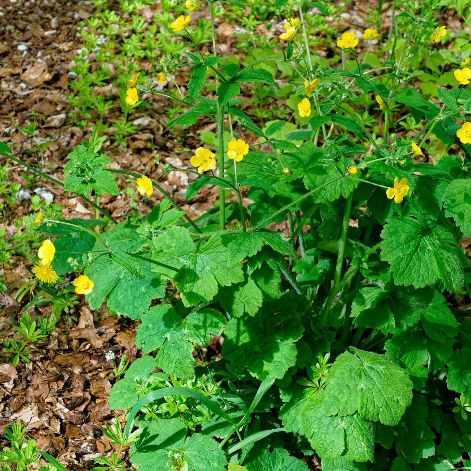 Wolliger Hahnenfuß (Ranunculus lanuginosus)