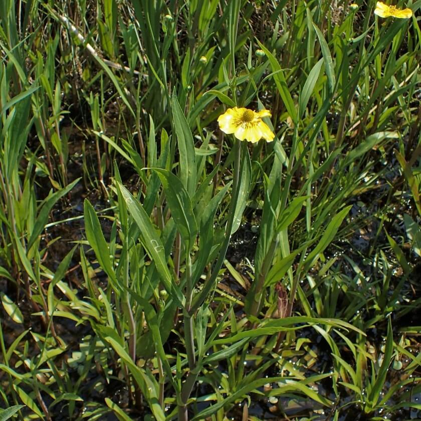ZungenHahnenfuß / Ranunculus lingua