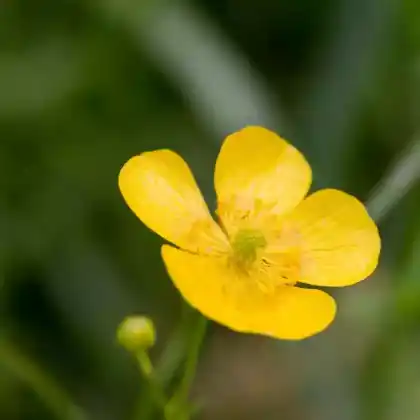 Foto von Zungen-Hahnenfuß (Ranunculus lingua)