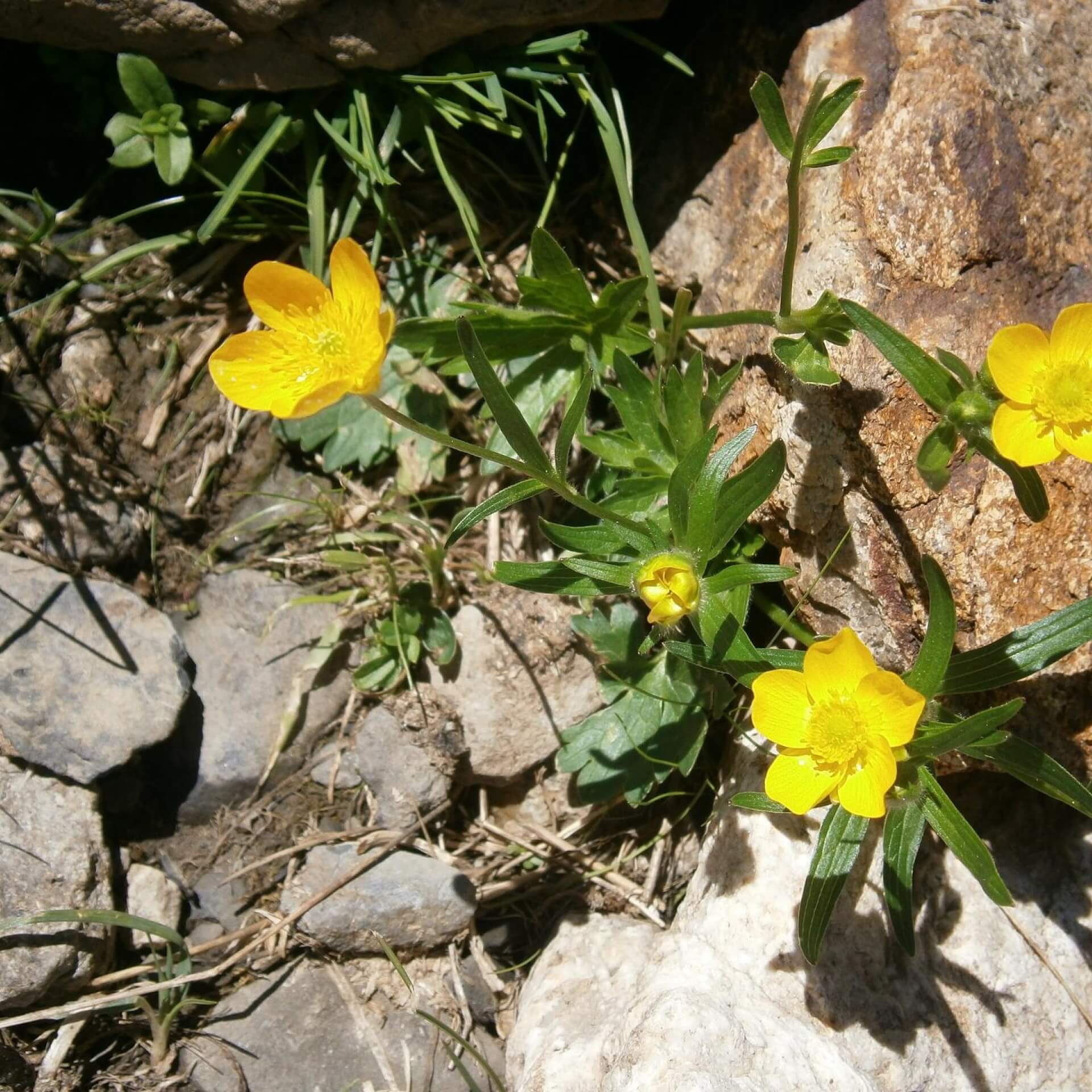 Berg-Hahnenfuß (Ranunculus montanus)