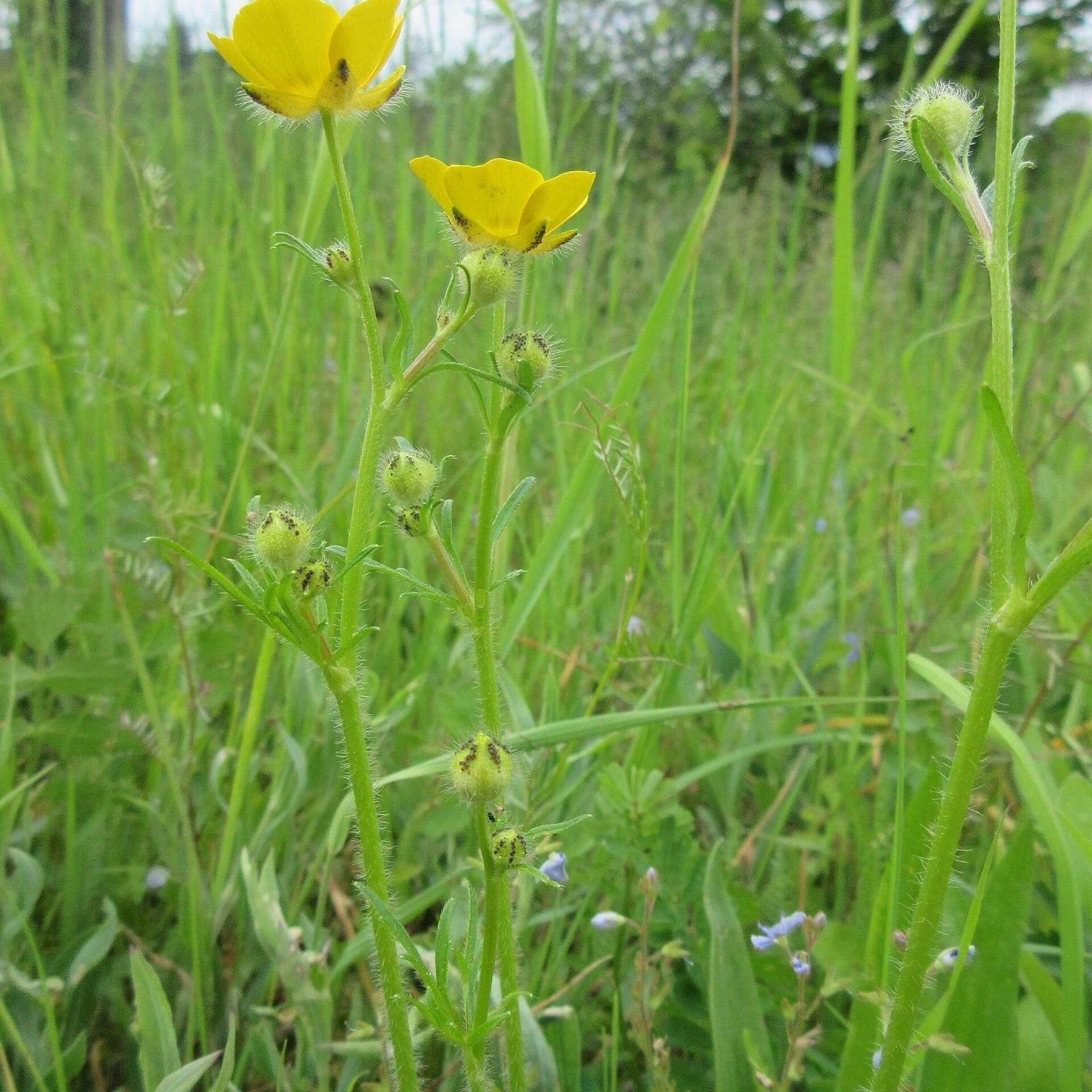 Verschiedenschnabeliger Hain-Hahnenfuß (Ranunculus polyanthemos)