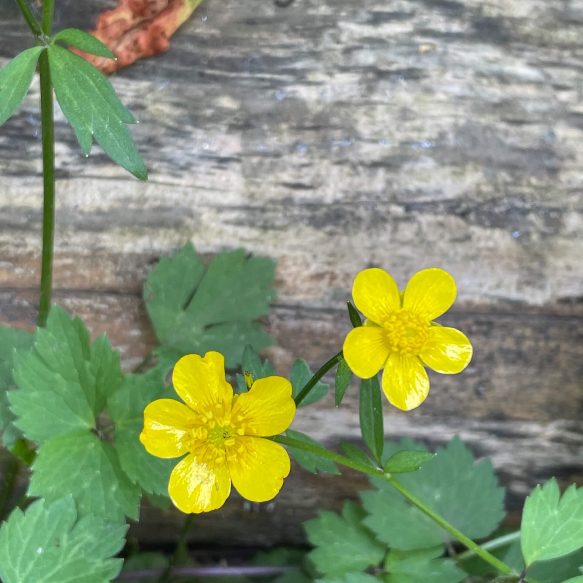 Kriechender Hahnenfuß (Ranunculus repens)