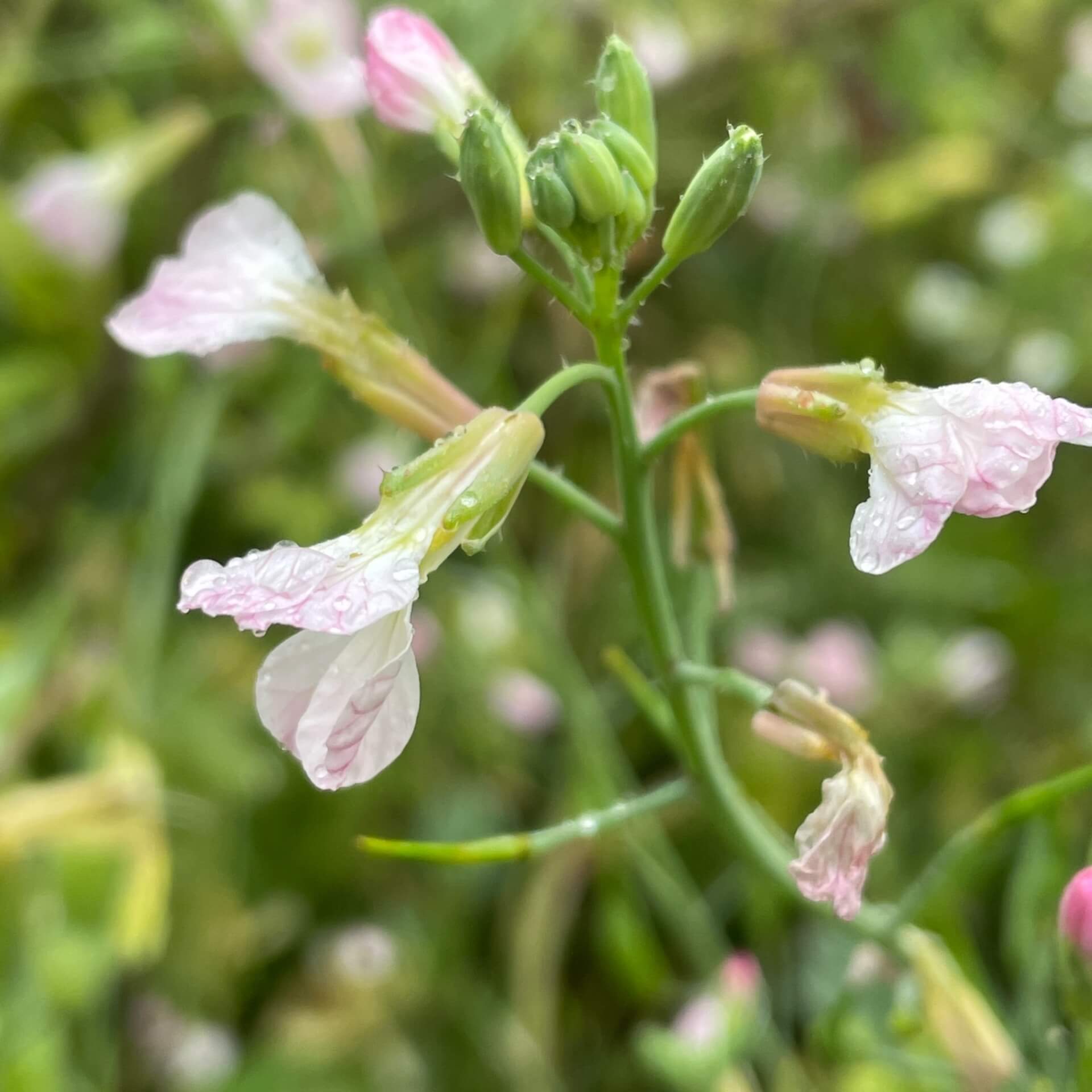 Acker-Rettich (Raphanus raphanistrum)