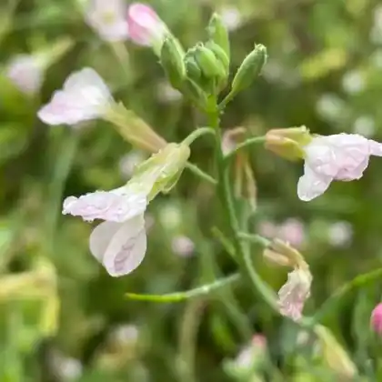 Foto von Acker-Rettich (Raphanus raphanistrum)