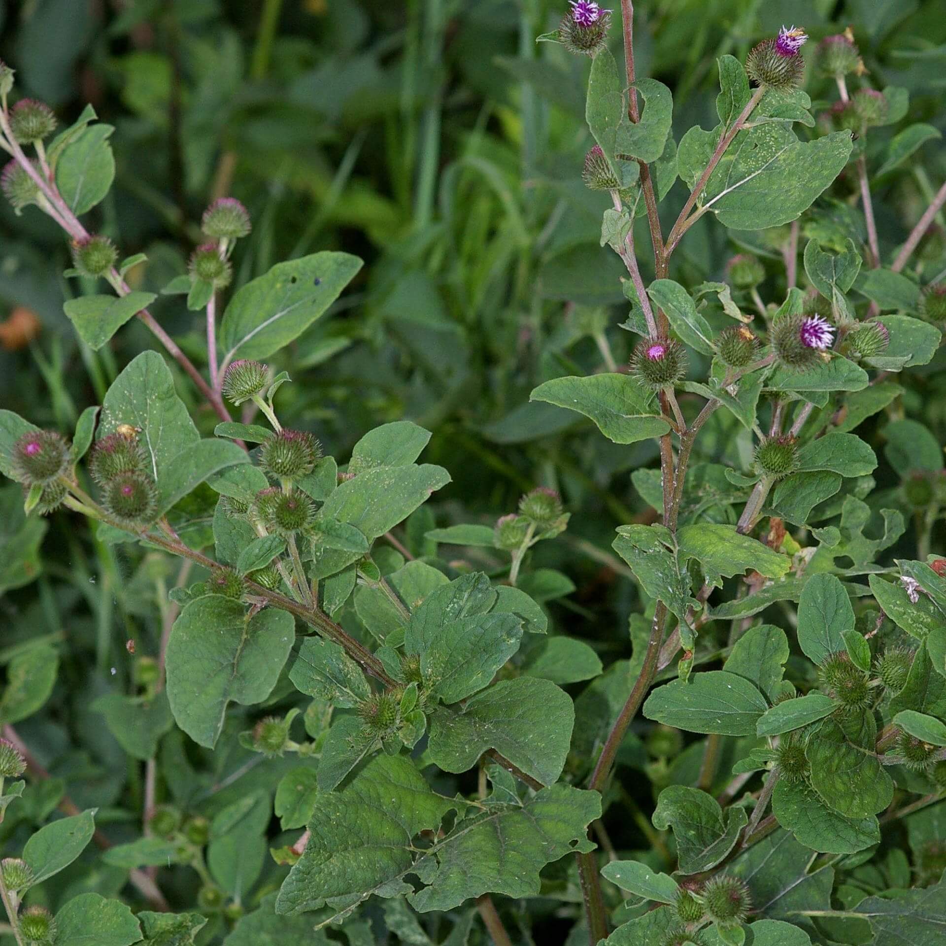 Kleine Klette (Arctium minus)