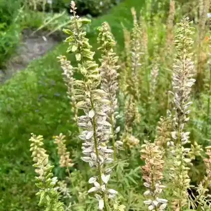 Foto von Weiße Resede (Reseda alba)