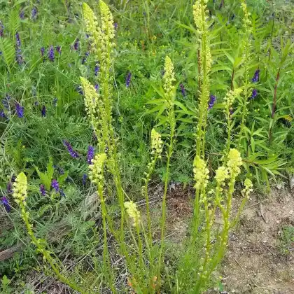 Foto von Gelbe Resede (Reseda lutea)