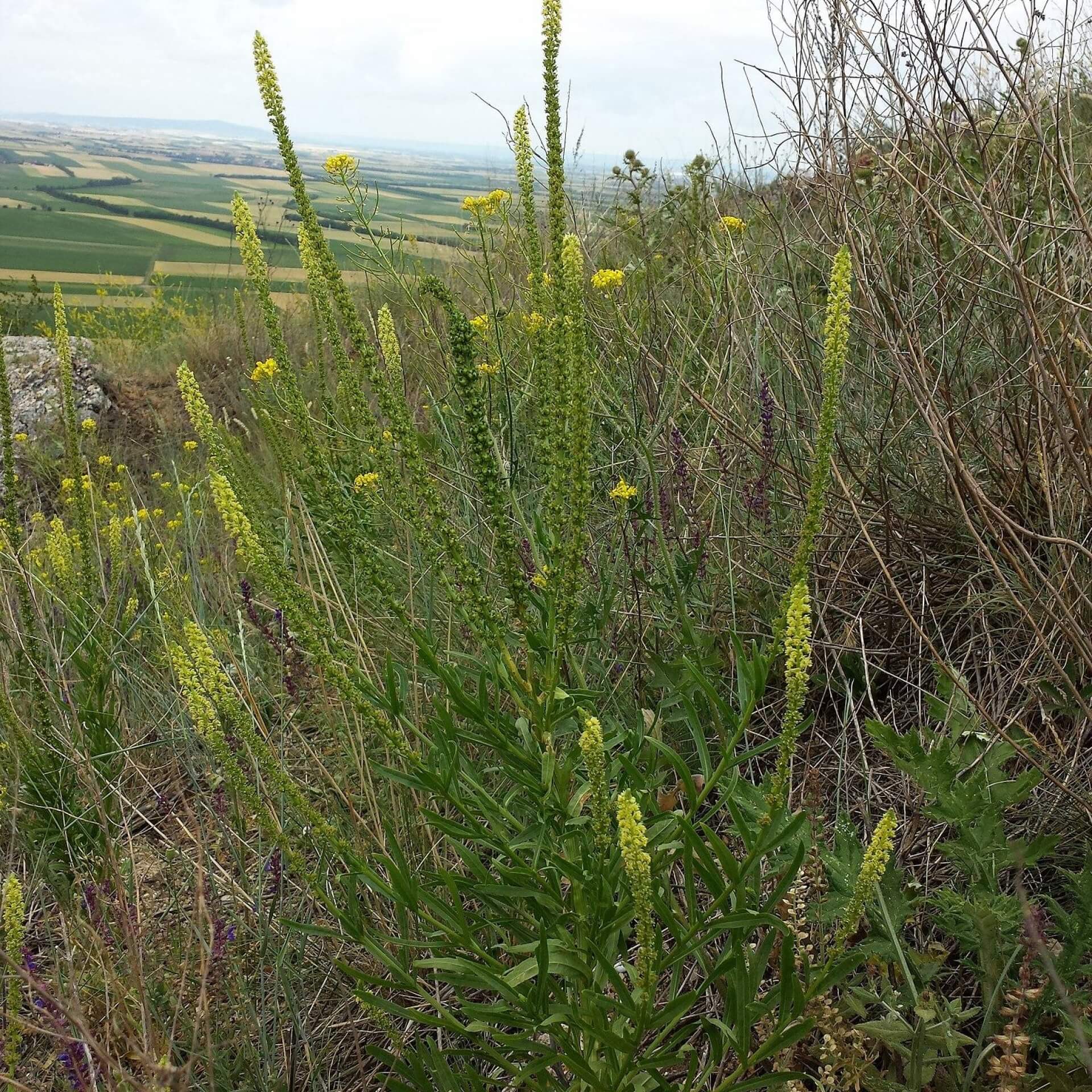 Färber-Resede (Reseda luteola)