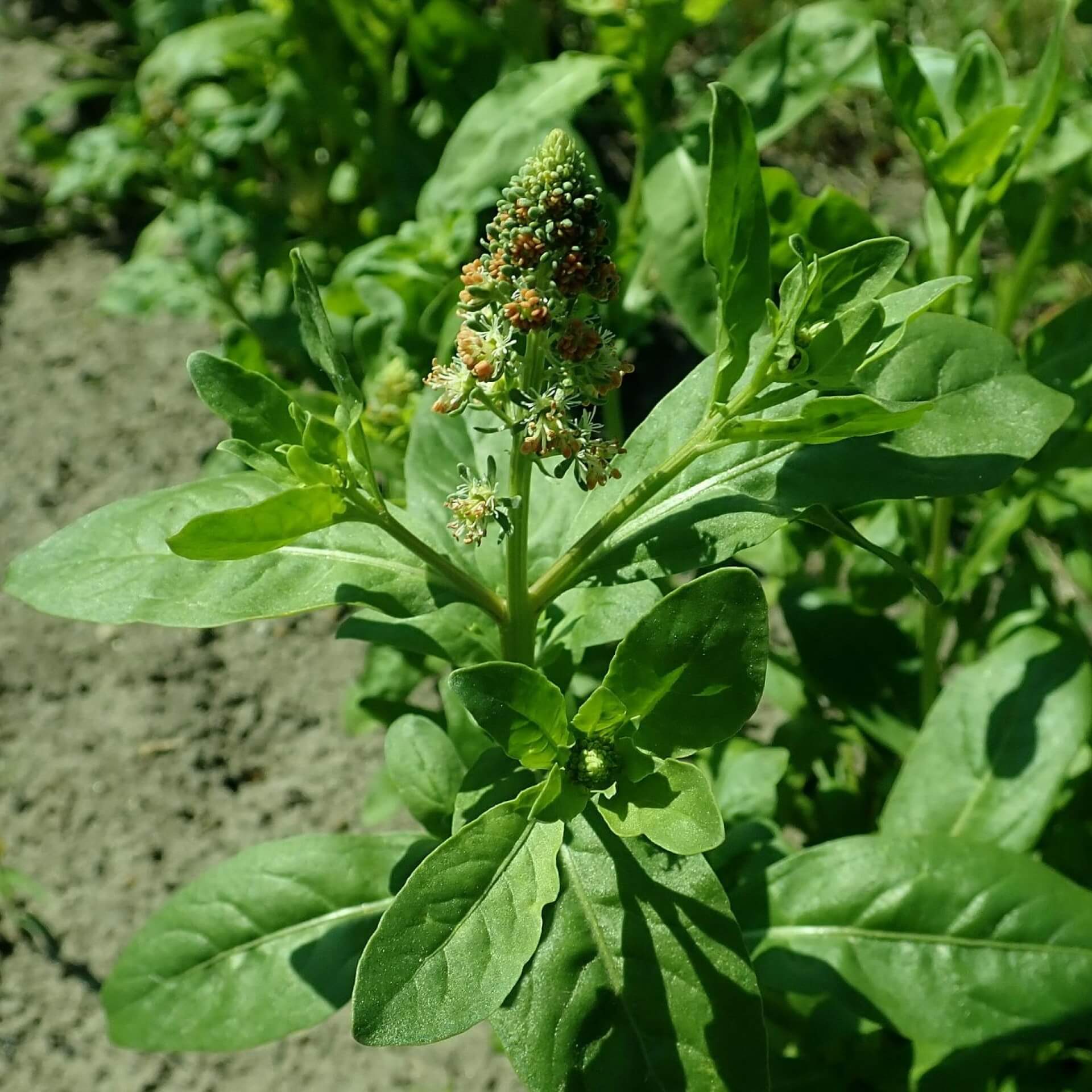 Garten-Resede (Reseda odorata)