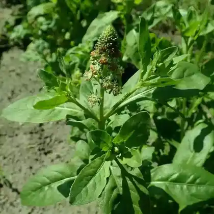 Foto von Garten-Resede (Reseda odorata)