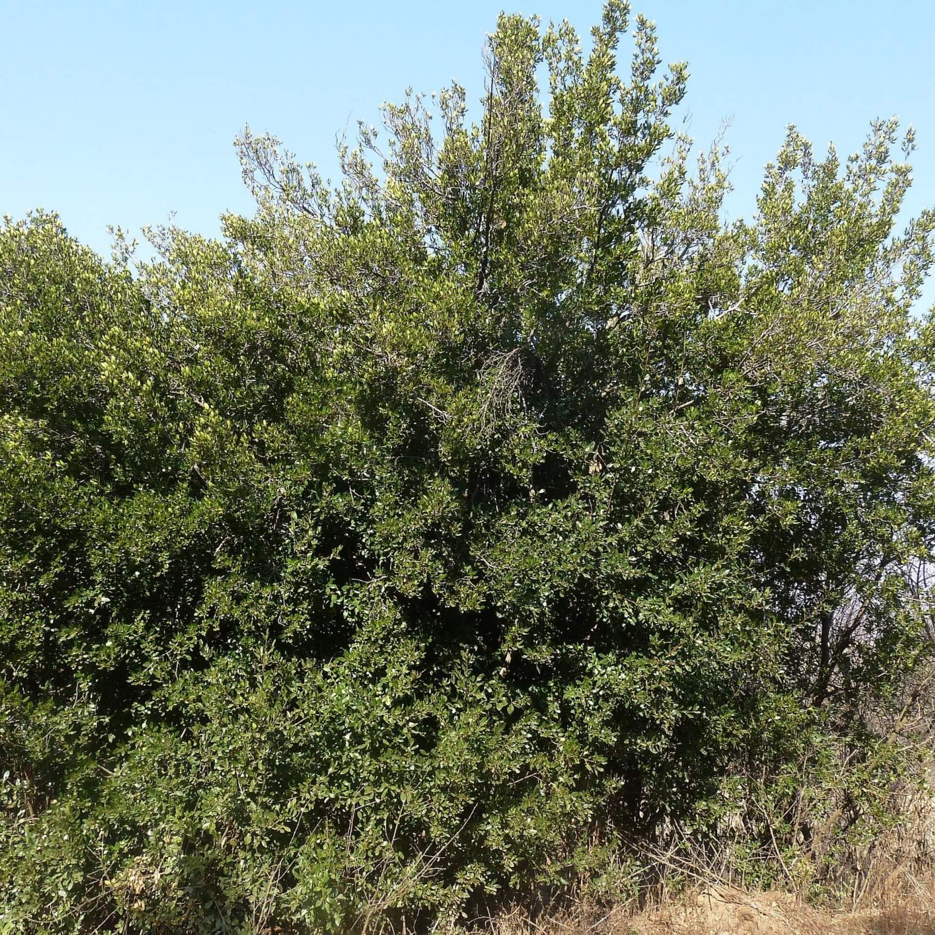 Immergrüner Kreuzdorn (Rhamnus alaternus)