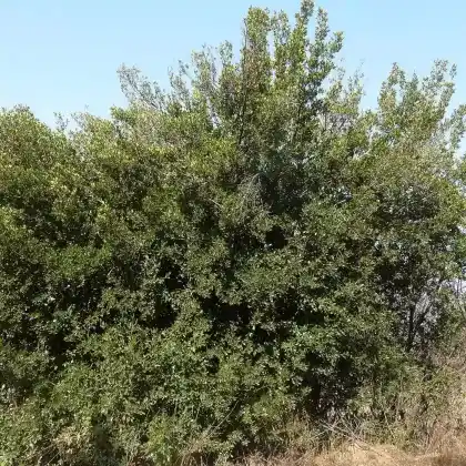 Foto von Immergrüner Kreuzdorn (Rhamnus alaternus)