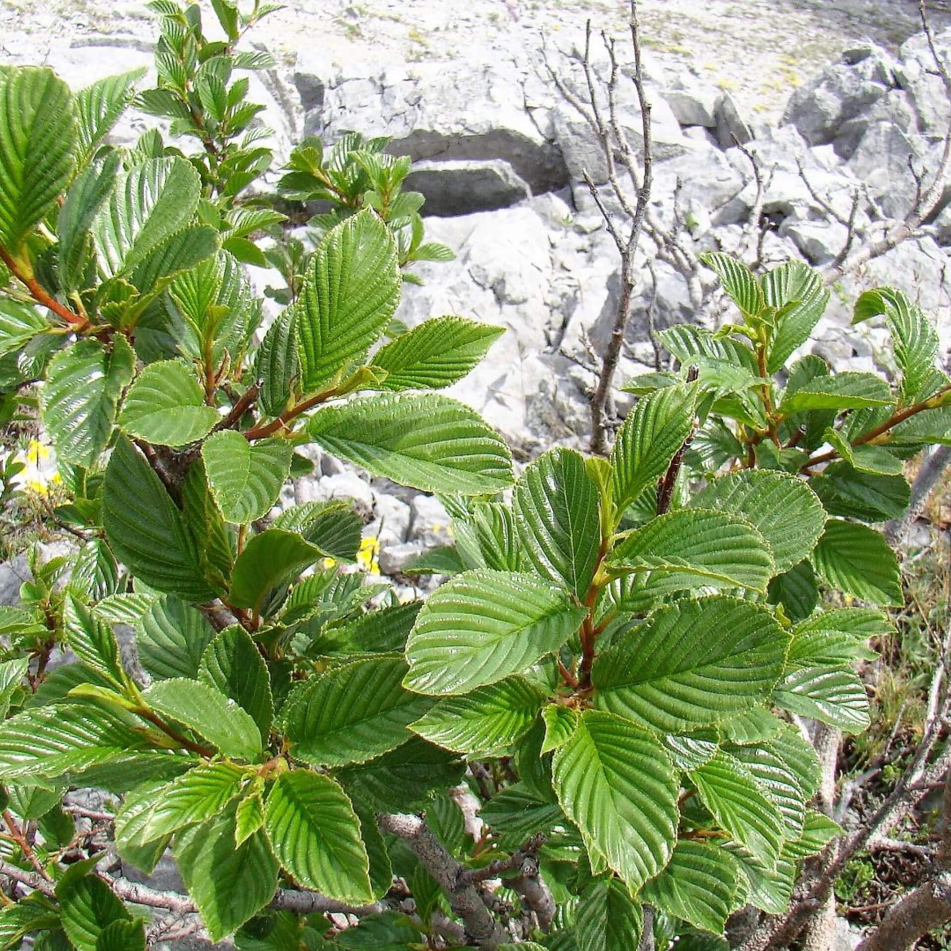 Alpen-Kreuzdorn (Rhamnus alpina)