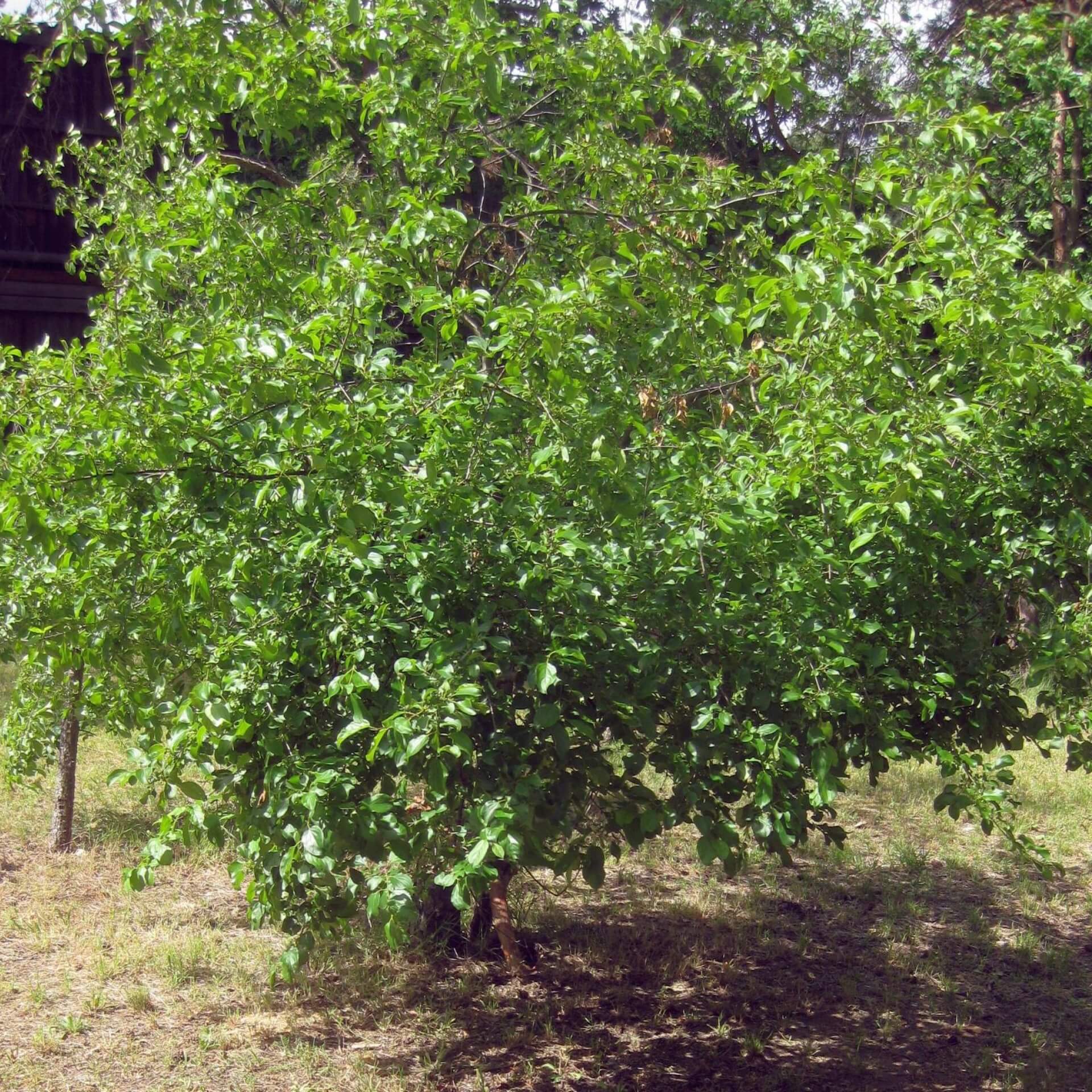 Kreuzdorn (Rhamnus cathartica)