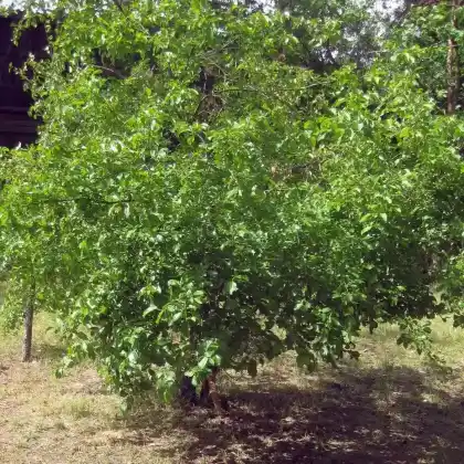 Foto von Kreuzdorn (Rhamnus cathartica)
