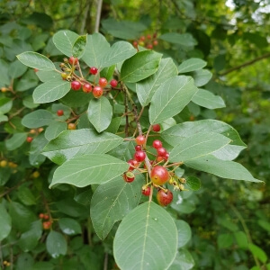 Rhamnus frangula